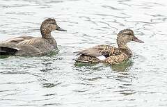 30: Duck - Gadwall-1