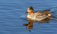 32: Duck - Green-winged Teal-1