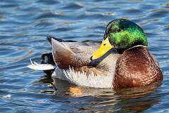 37: Duck - Mallard-1