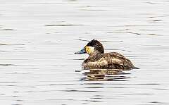 42: Duck - Ruddy-1