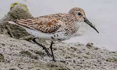 43: Dunlin-1