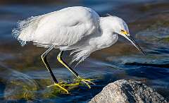 46: Egret - Snowy-1