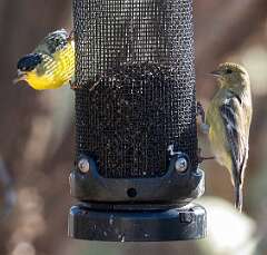 57: Goldfinch - Lesser-1