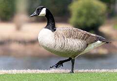 58: Goose - Canada-1