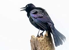 60: Grackle - Common-1