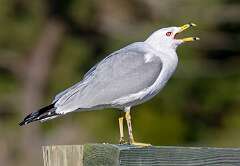69: Gull - Ring-billed-3