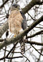 70: Hawk - Cooper-2