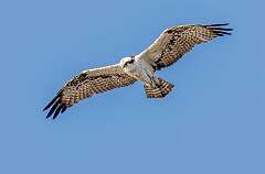73: Hawk - Osprey-1
