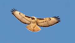 74: Hawk - Red-tailed-1