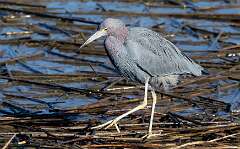 81: Heron - Little Blue-1
