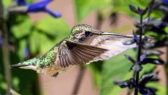 84: Humminghbird - Ruby-throated-1