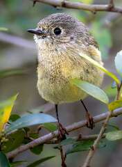 92: Kinglet - Ruby-crowned-2