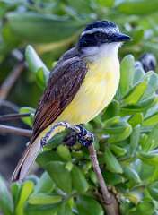 94: Kiskadee - Great-2