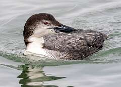 95: Loon - Common-1