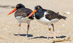 106: Oystercatcher - American-2