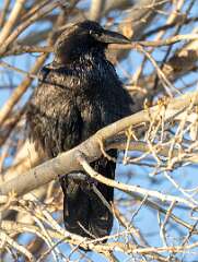 118: Raven - Common-1