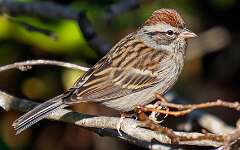 123: Sparrow - Chipping-1