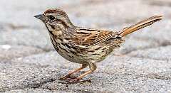 126: Sparrow - Song-1