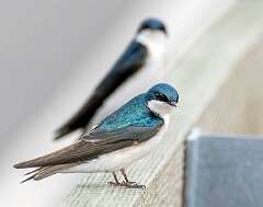 134: Swallow - Tree-1