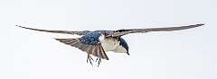 135: Swallow - Tree-2