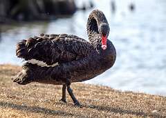 136: Swan - Back-1