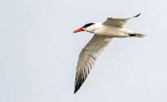 138: Tern - Caspian-1