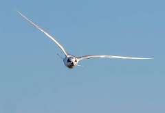 140: Tern - Fosters-2