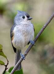 145: Titmouse - Tufted-1