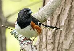 146: Towhee - Eastern-1