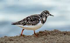 151: Turnstone - Ruddy-1