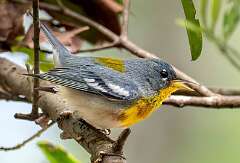159: Warbler - Northern Parula-1