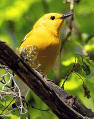 163: Warbler - Prothonotary-2