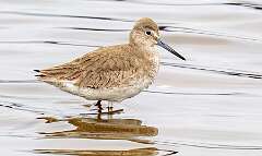 165: Willet-1