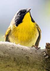 180: Yellowthroat - Common-2