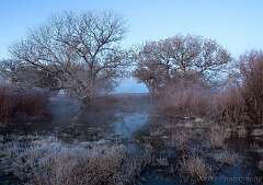 211: Bosque -2026-60