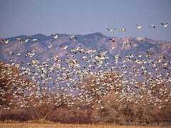 231: Bosque -2026-92