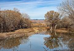 81: Bosque_2018-5