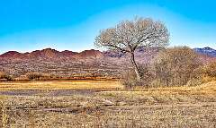252: bosque_2024-35