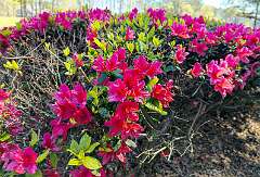 2: 03-27 Azelias At Blackmoor Golf Club
