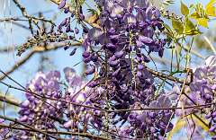 3: 03-27 Wisteria