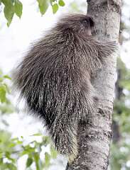 37: Alaska_2026-100