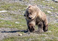 45: Alaska_2026-125