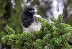 8: Alaska_2026-13