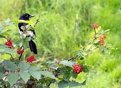 32: Alaska_2026-83