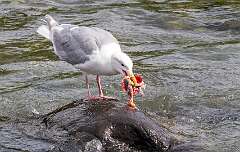 34: Alaska_2026-94