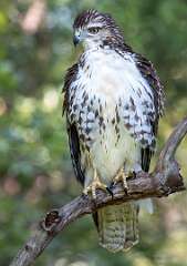 79: Hawk - Red-tailed-2
