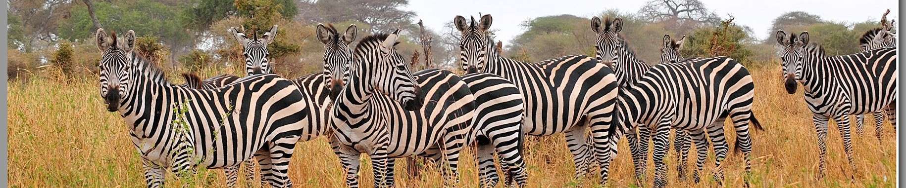 Africa Tanzania