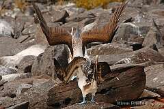 7: galapagos_06