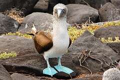 8: galapagos_07