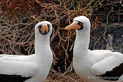 9: galapagos_08
